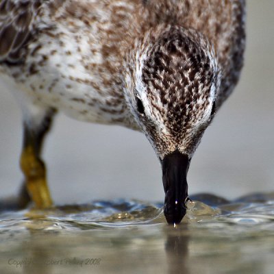 Red Knot