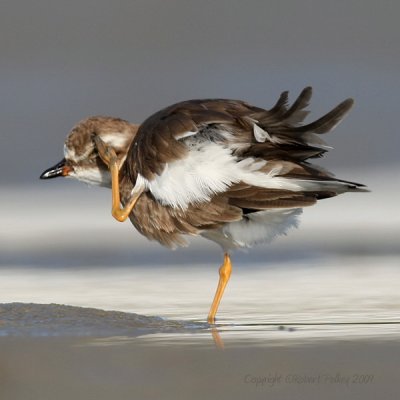 Semipalmated Plover