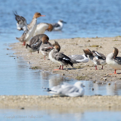 Red-breasted Merganser