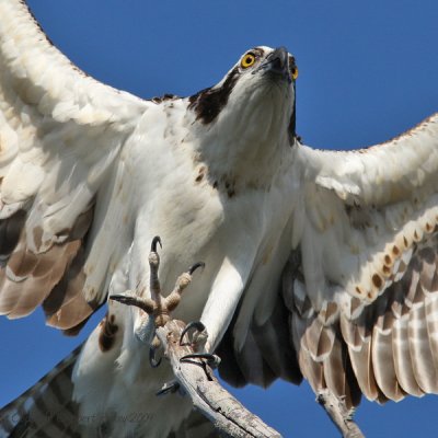 Osprey