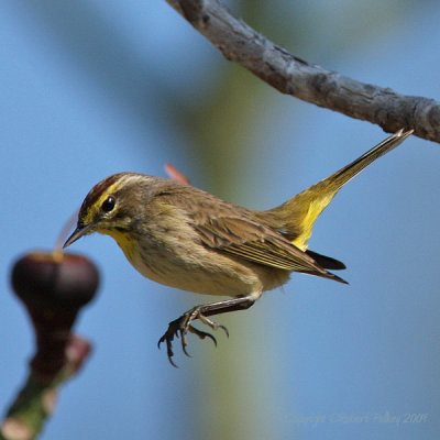 Palm Warbler