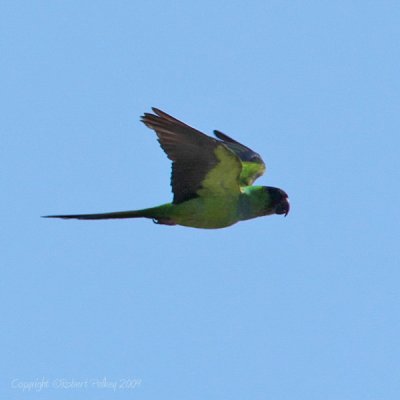 Black-hooded Parakeet