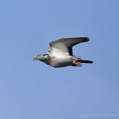 Rock Dove