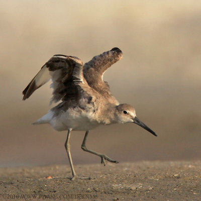 Willet