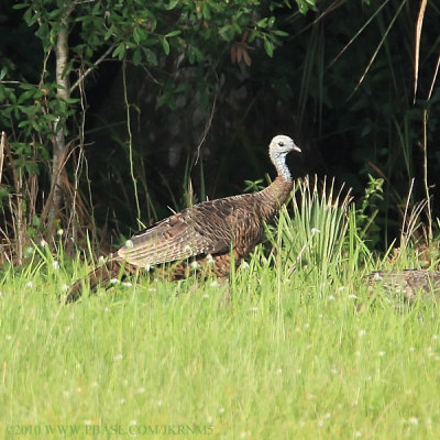 Wild Turkey