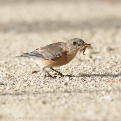 Eastern Bluebird