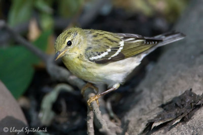 Blackpoll Warbler