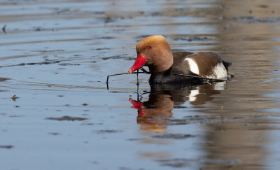 Red-crested Pochard (Netta rufina)
