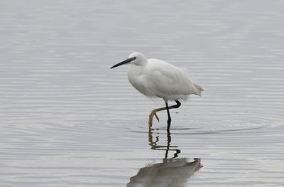 Little Egret (Egretta garzetta)