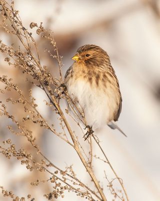 Twite (Linaria flavirostris)