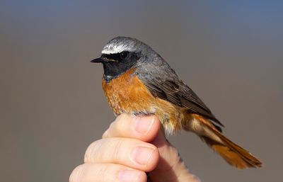 Common Redstart (Phoenicurus phoenicurus)
