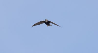 Little Swift (Apus affinis)