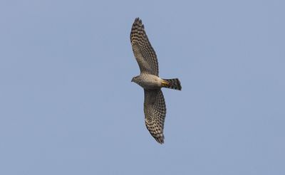 Eurasian Sparrowhawk (Accipiter nisus)