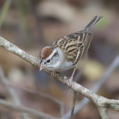Chipping Sparrow