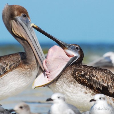Brown Pelican