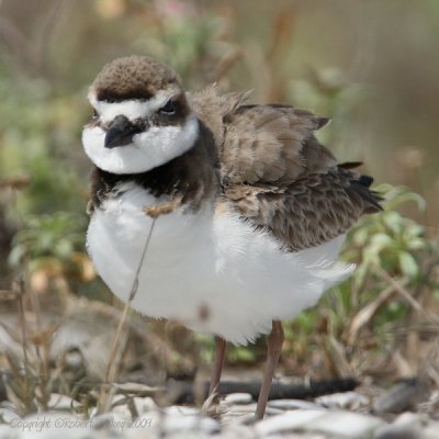 Wilson's Plover