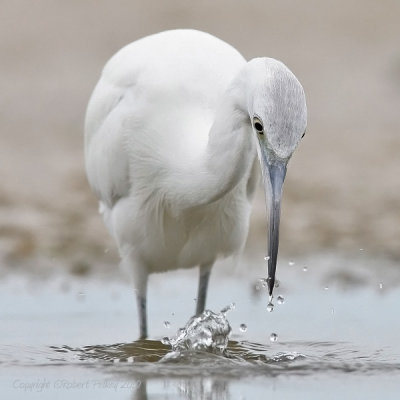 Little Blue Heron