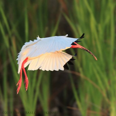 White Ibis