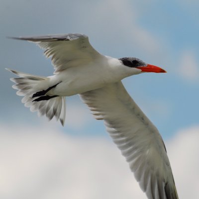 Caspian Tern