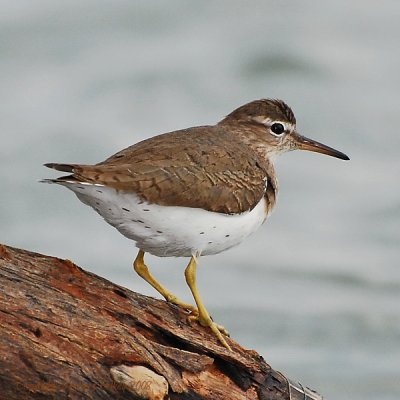 Spotted Sandpiper