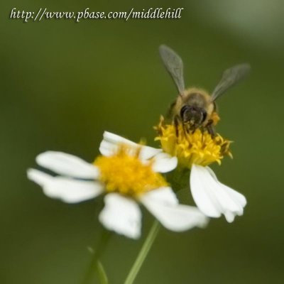 Bee - 023