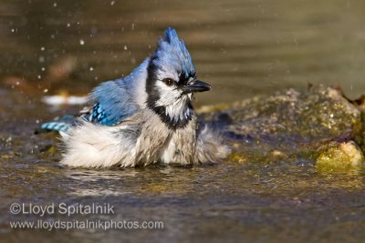 Blue Jay