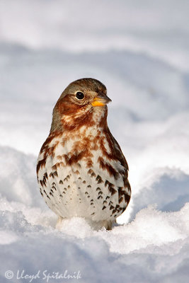 Fox Sparrow