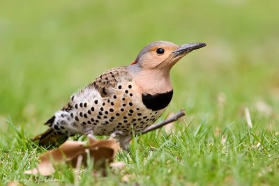Northern Flicker (female)