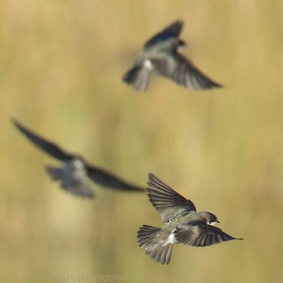 Tree Swallow