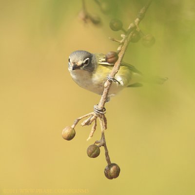 Blue-headed Vireo