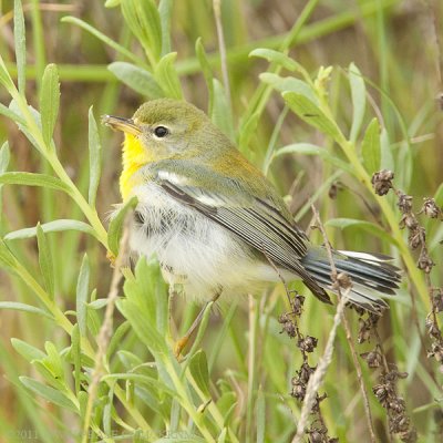 Northern Parula