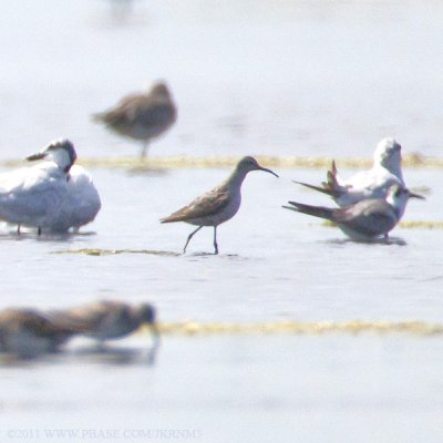 Stilt Sandpiper