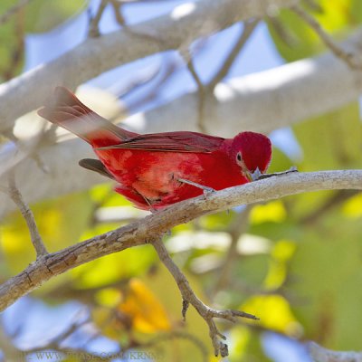 Summer Tanager