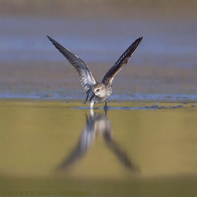 Semipalmated Sandpiper