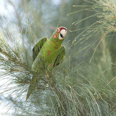 Mitred Parakeet