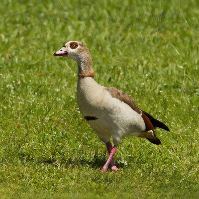 Egyptian Goose