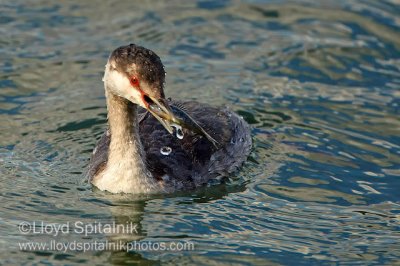 Horned Grebe
