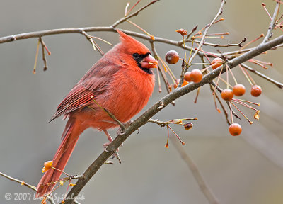 Northern Cardinal