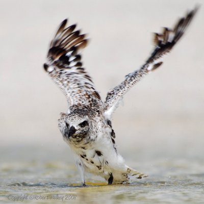 Black-bellied Plover