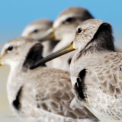 Short-billed Dowitcher