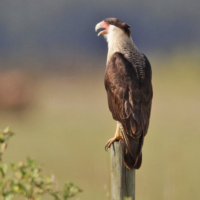 Crested Caracara