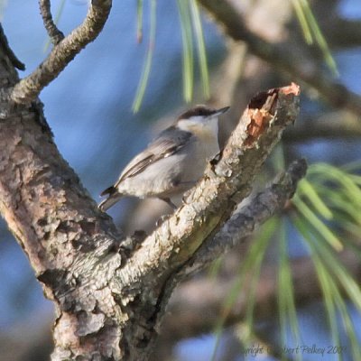 Brown-headed Nuthatch