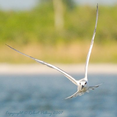 Common Tern