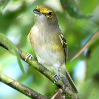 White-eyed Vireo