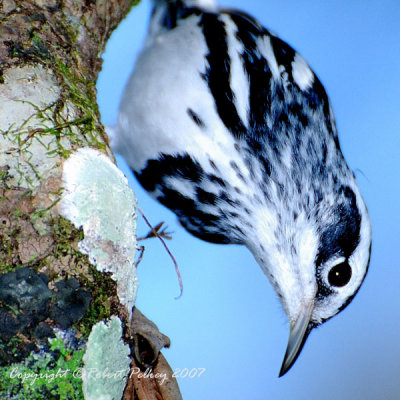 Black-and-white Warbler