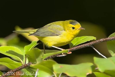 Wilson's Warbler
