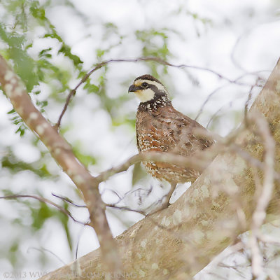 Northern Bobwhite