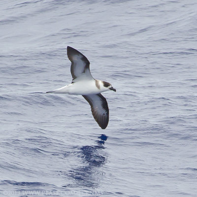 Black-capped Petrel