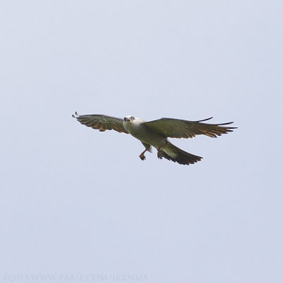 Mississippi Kite