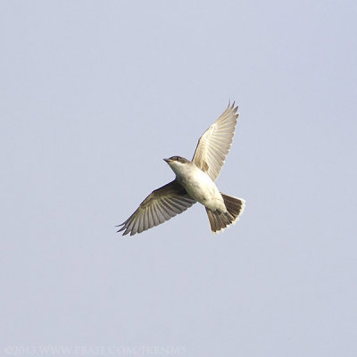 Eastern Kingbird